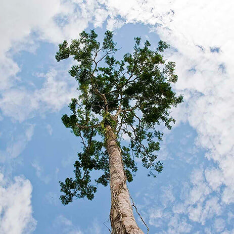 AMAZONAS 24_selva mosaico galeria_DSC_0056.jpg